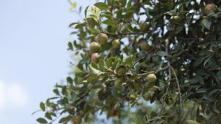 自贡荣县：科学种植油茶 年产值超5亿元