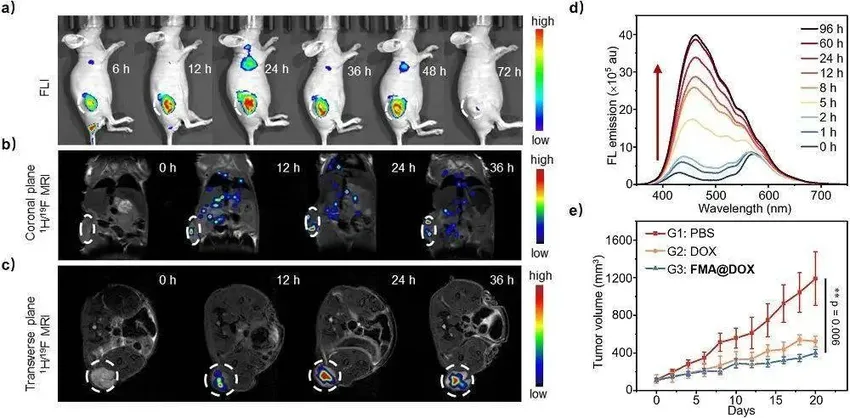 中国科学院成功开发 19F MRI “分子无人机”：药物精准递送