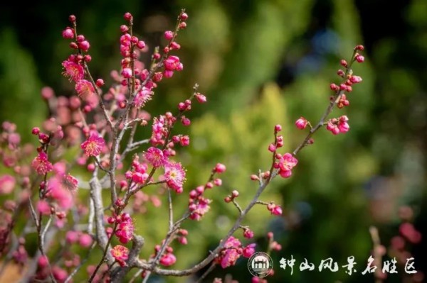 美了！梅花山喜得新花伴新年