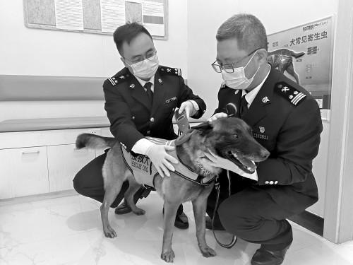 搜救犬“小龙”飞赴土耳其 上海海关助力高效签发检疫证书