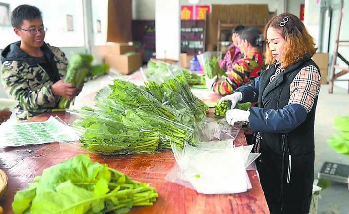 硒菜薹“飞”出大山