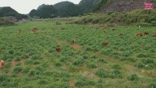 专家为关岭牛保种育种“问诊把脉”