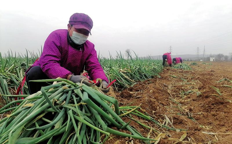 大葱收获地头卖