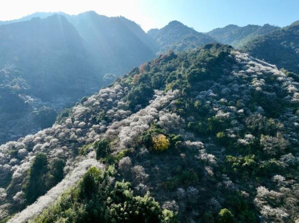 福建永泰：山岭间青梅花盛开