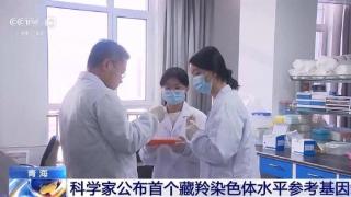 我国科学家公布这个基因组 将破解藏羚高海拔生存密码