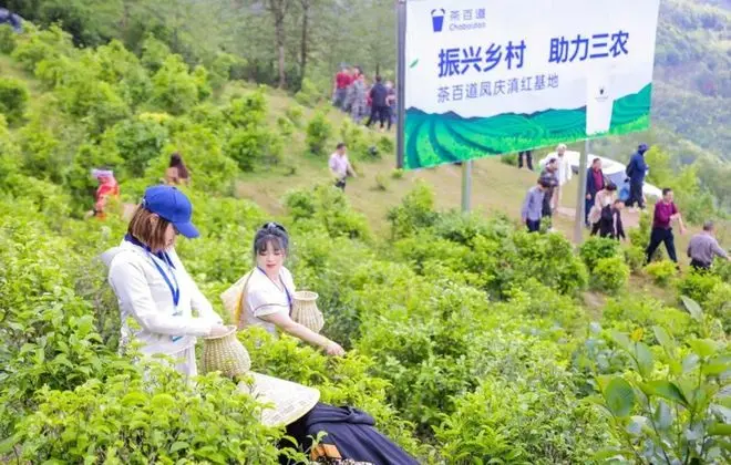 内卷中的网红奶茶们，突然合作