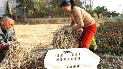 种下折耳根 拓宽致富路