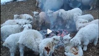 小羊烤火毛被烧，养羊人该给它们改善一下生活了