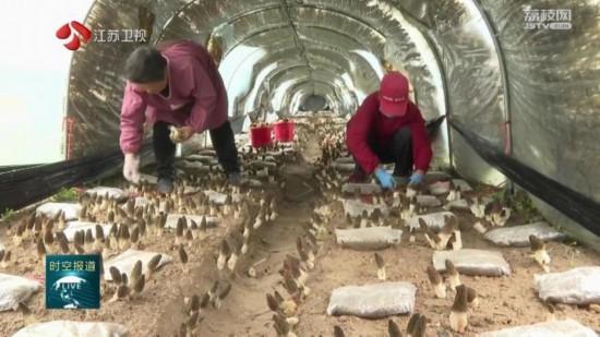 江苏：科技“春雨”润大地 特色农业显生机