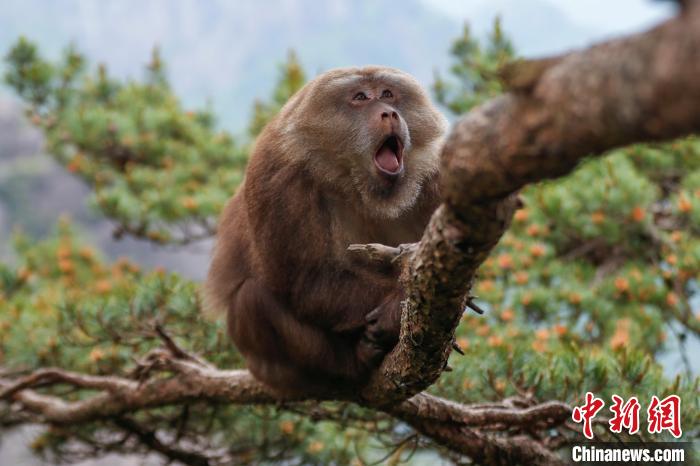 安徽黄山短尾猴萌趣迎游客