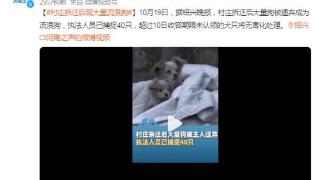 绍兴村庄拆迁后大量狗被遗弃成为流浪狗，执法人员已捕捉40只