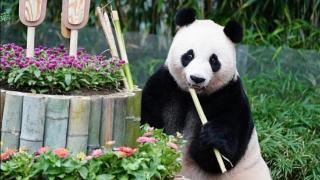 离谱！韩国饲养员给大熊猫准备带钉子的蛋糕，材料还是重复利用
