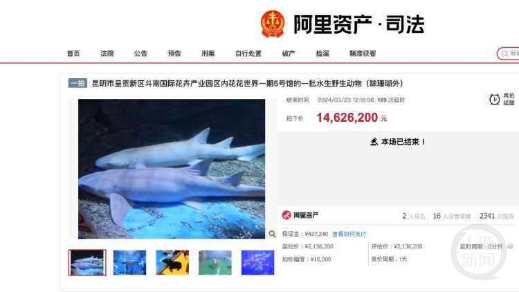 170次竞价！白鲸、企鹅、鲨鱼等一批海洋动物司法拍出1462万余元