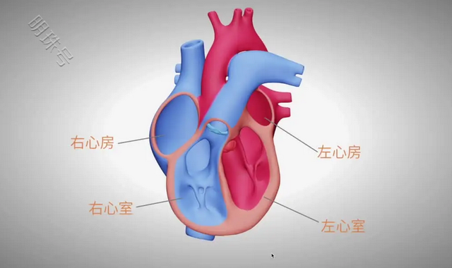 心脏换了以后，会有原主人记忆和性格吗？科普下