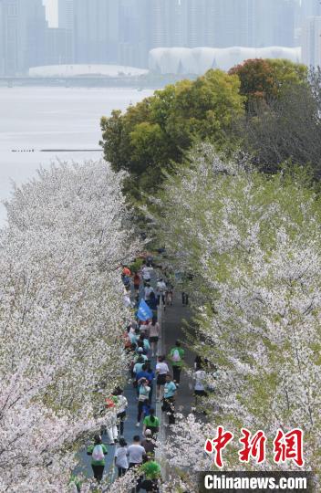 浙江杭州举办春日“樱花跑” 千名跑友感受13.14公里的浪漫