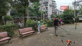 送志愿服务进小区，这群志愿者义务帮助社区修剪树枝