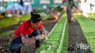 兴化垛田街道戴家村构成优美乡村图画