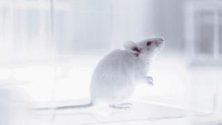 世界首个具有功能齐全的人类免疫系统的小鼠模型诞生