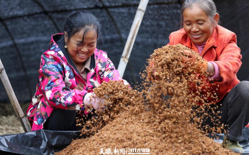 贵州玉屏：稻菌轮作助振兴