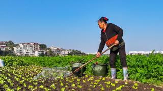 江西吉水：立冬至 种菜忙