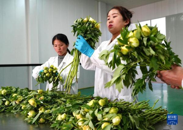 山东菏泽：芍药鲜切花进入花蕾成熟关键期