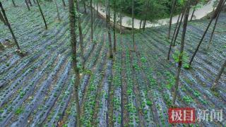 湖北九女峰国家森林公园大力发展林下经济