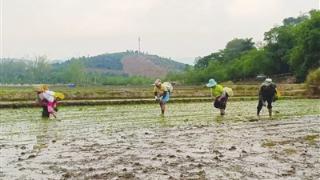 大春作物播种忙 多措并举保安全