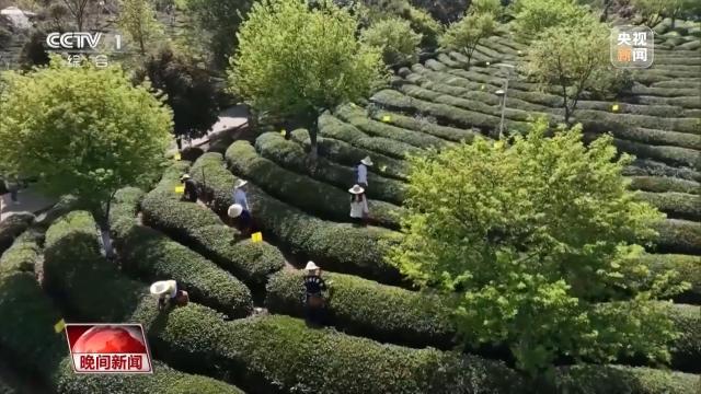 喝春茶吃春菜 春日美味抢“鲜”上市