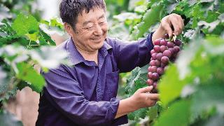 近日，在庆城县玄马镇贾桥村的瓜果大棚里，葡萄种植户张永忠查看葡萄生长情况。