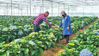 光山村种植绣球花助农增收