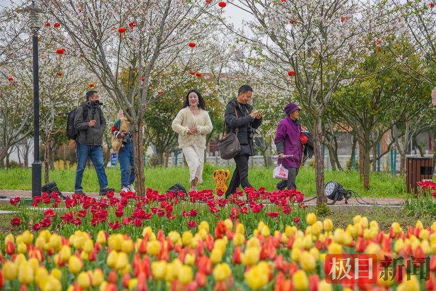 3400株樱花扮靓最美三月天，千里江陵启动樱花谷游园会