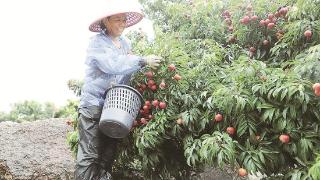 漳浦杨美村：晚熟荔枝打品牌