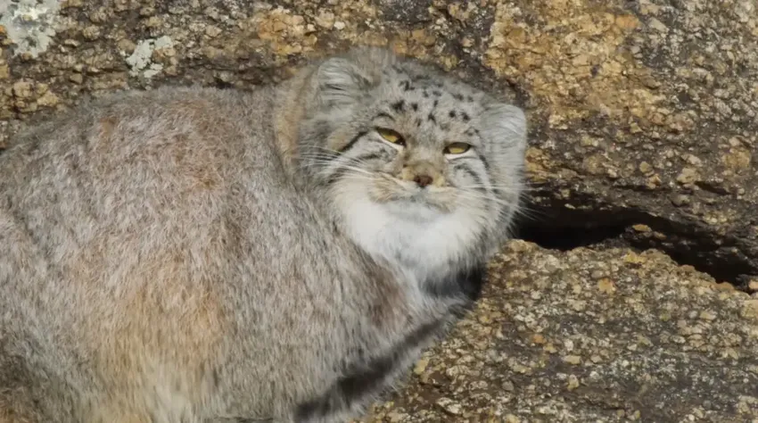 内蒙古发现落难“猛猫”，脸型酷似鳌拜，跑到农户家疑求一口吃食