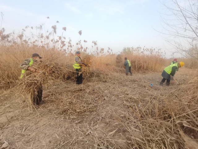 加紧清理湿地芦苇，临沂市城管局园林环卫中心筑牢防火“隔离带”