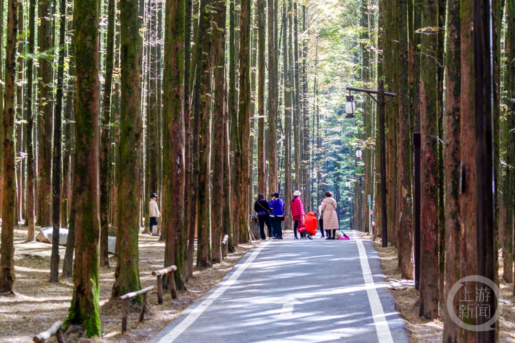 冬日南川赏“秋景”