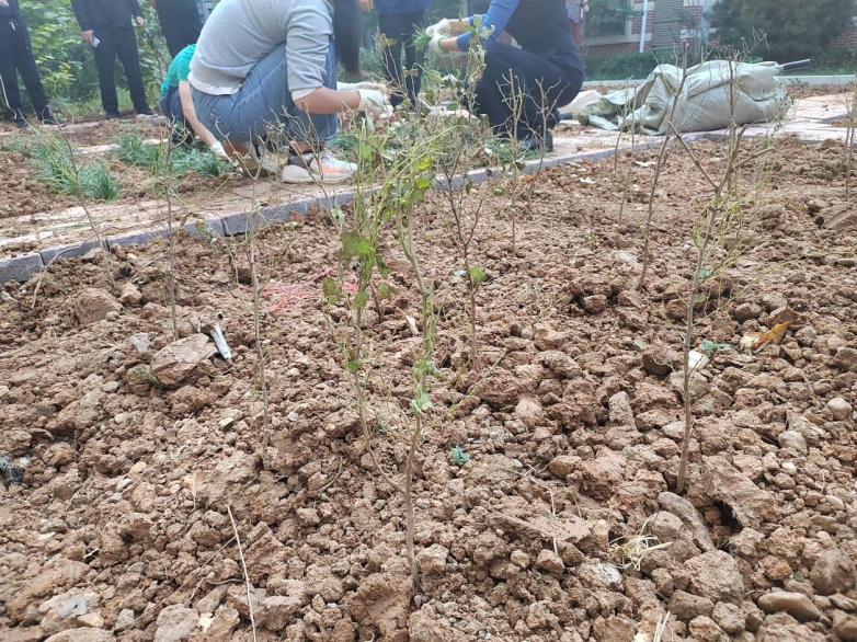 药王传中医医院：中药材进校园，传承中医文化