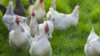 紫燕食品：最近鸡价上涨短期内对公司影响不大