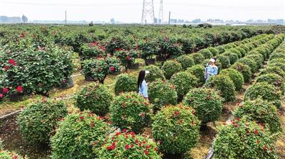 盛世花开 出彩南阳