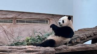 【网连世界】中国熊猫 中东“圈粉”