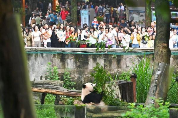 重庆动物园熊猫馆9月29日开馆