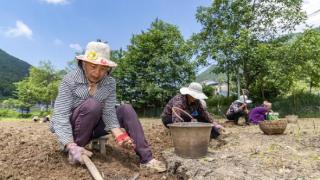 重庆巫溪县兰英乡贝母种植基地助力乡村振兴