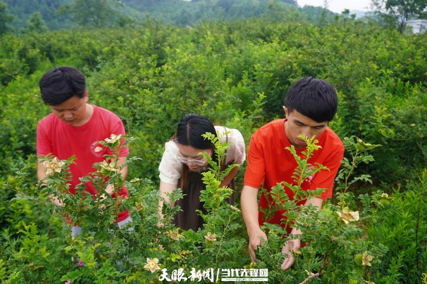 【高质量发展蹲点调研采访】毕节市龙凤村科技小院：向下“扎根”服务基层农民 向上“开花”助力乡村振兴