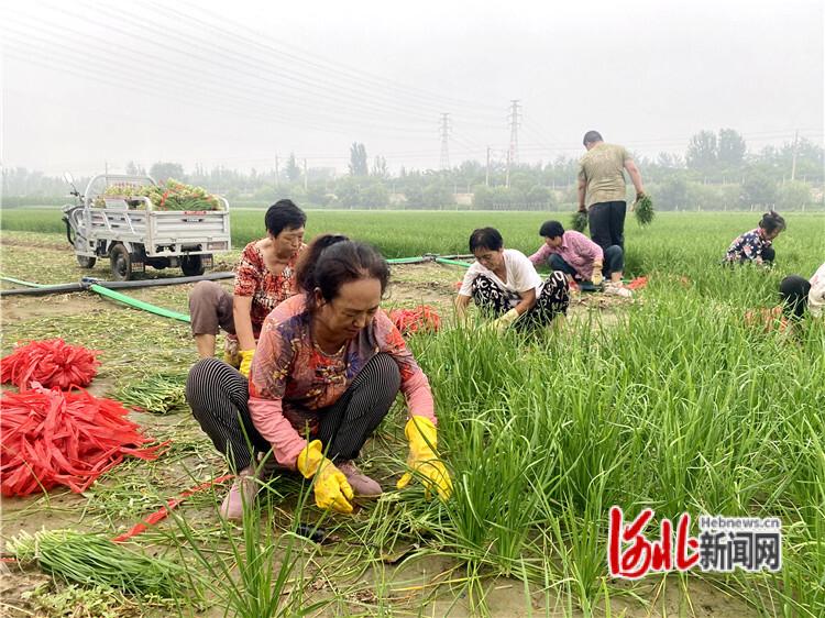 廊坊固安：韭菜飘香迎丰收