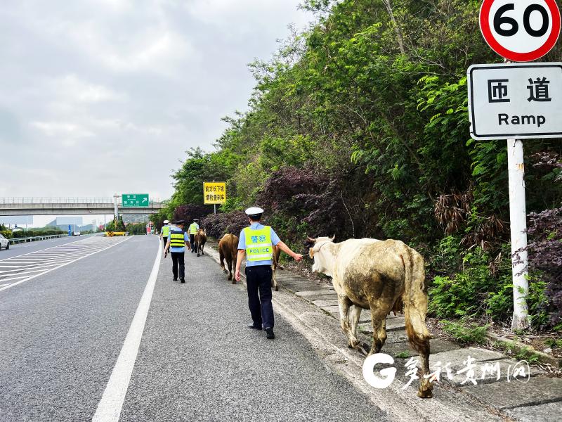 高速公路上“任性的牛”被“护送”至安龙服务区