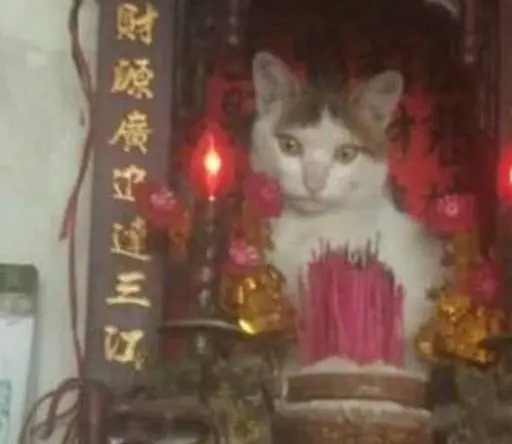 主人发现猫咪变了个样，走近一看笑哭了，网友：你可能养了个假猫