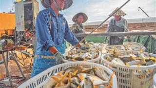 大海捞“金” 鲳鱼满舱