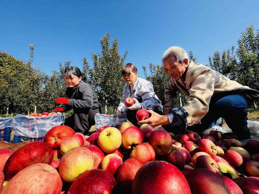 河北涞水：灾后及时补救 果农喜迎秋收