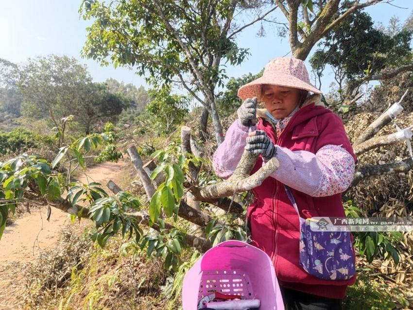 新品种嫁接 灵山老荔枝树焕发新机