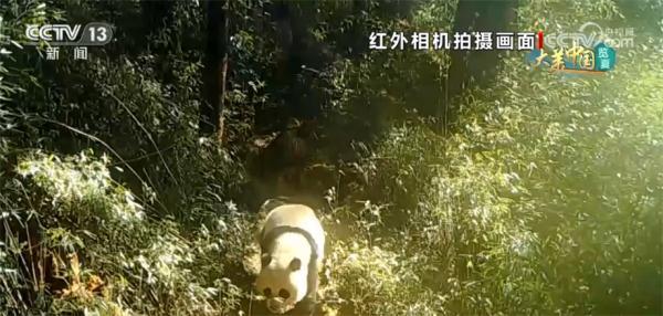 大熊猫国家公园白水江片区红外相机记录