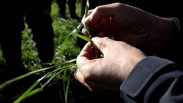 大风降温天气来袭 农技专家支招农作物管理